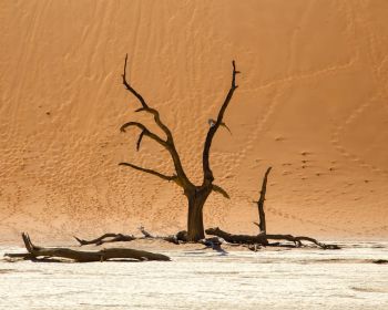 Обои 1280x1024 Dead Vlei, Соссусфлей, Намибия, дюны, пустыня