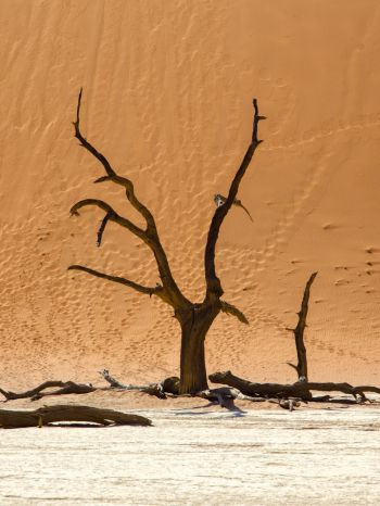 Обои 1536x2048 Dead Vlei, Соссусфлей, Намибия, дюны, пустыня