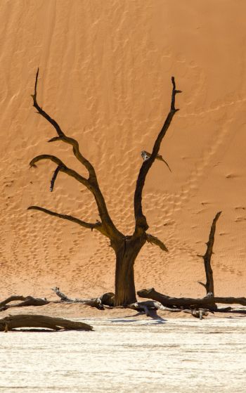 Dead Vlei, Sossusvlei, Namibia, dunes, desert Wallpaper 1752x2800
