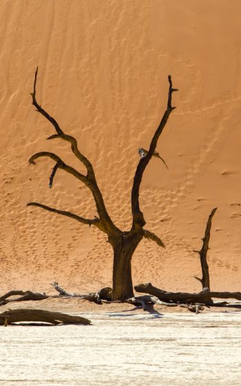 Обои 800x1280 Dead Vlei, Соссусфлей, Намибия, дюны, пустыня