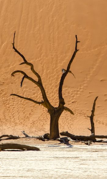 Обои 1200x2000 Dead Vlei, Соссусфлей, Намибия, дюны, пустыня