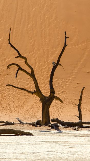 Dead Vlei, Sossusvlei, Namibia, dunes, desert Wallpaper 640x1136