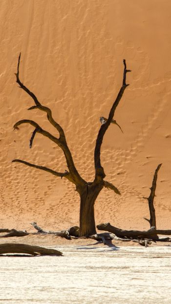 Dead Vlei, Sossusvlei, Namibia, dunes, desert Wallpaper 750x1334