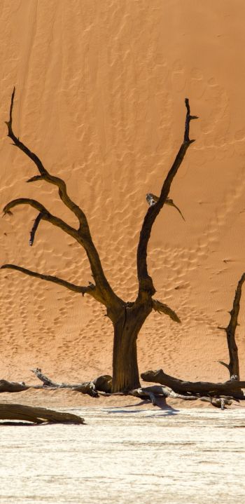 Dead Vlei, Sossusvlei, Namibia, dunes, desert Wallpaper 1440x2960