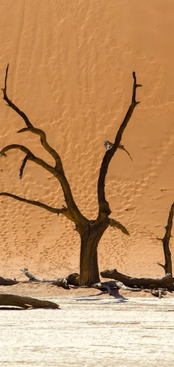 Обои 1080x2280 Dead Vlei, Соссусфлей, Намибия, дюны, пустыня