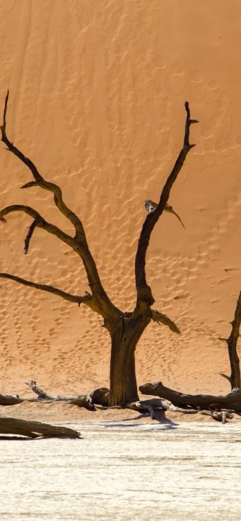 Dead Vlei, Sossusvlei, Namibia, dunes, desert Wallpaper 1125x2436