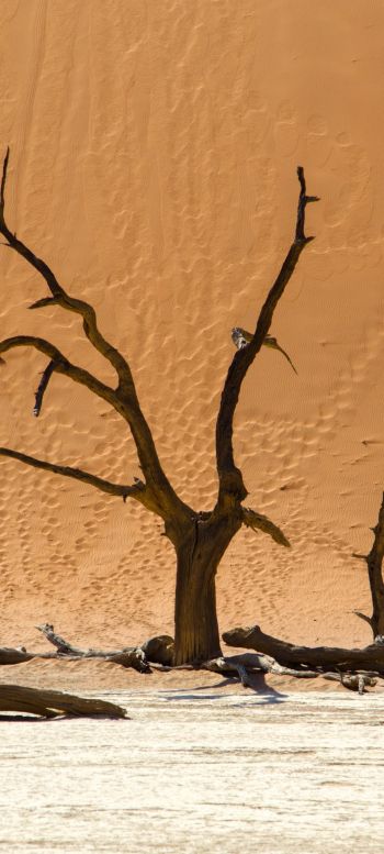 Dead Vlei, Sossusvlei, Namibia, dunes, desert Wallpaper 720x1600