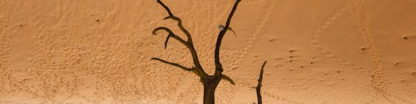 Dead Vlei, Sossusvlei, Namibia, dunes, desert Wallpaper 1590x400