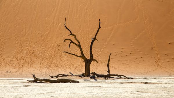 Обои 1366x768 Dead Vlei, Соссусфлей, Намибия, дюны, пустыня