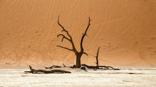 Обои 5472x3089 Dead Vlei, Соссусфлей, Намибия, дюны, пустыня