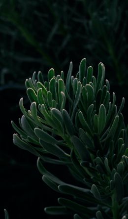 plant, coniferous tree, vegetation Wallpaper 600x1024