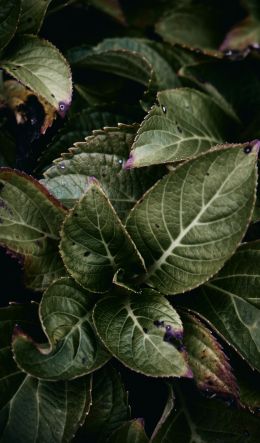 Mount Laurel, New Jersey, USA, plant, foliage Wallpaper 600x1024
