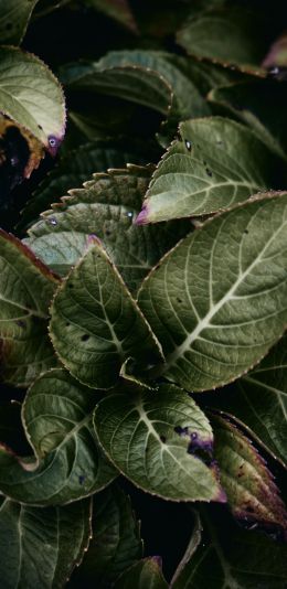 Mount Laurel, New Jersey, USA, plant, foliage Wallpaper 1440x2960