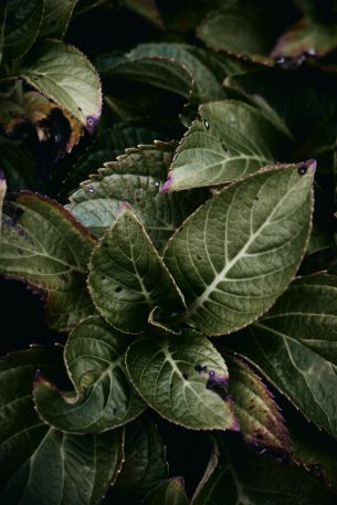 Mount Laurel, New Jersey, USA, plant, foliage Wallpaper 2667x4000