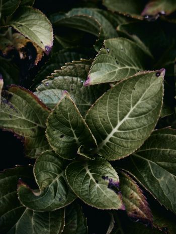 Mount Laurel, New Jersey, USA, plant, foliage Wallpaper 2048x2732
