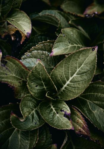 Обои 1668x2388 Маунт Лорел, Нью-Джерси, США, растение, листва