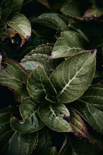 Mount Laurel, New Jersey, USA, plant, foliage Wallpaper 640x960