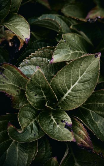 Mount Laurel, New Jersey, USA, plant, foliage Wallpaper 800x1280
