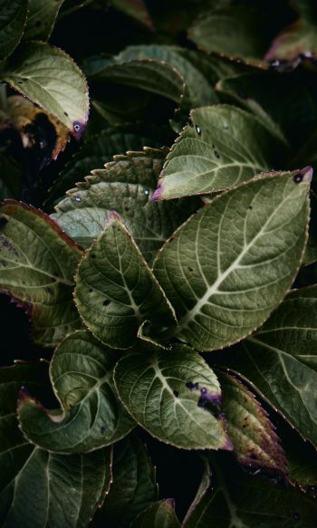 Mount Laurel, New Jersey, USA, plant, foliage Wallpaper 1200x2000
