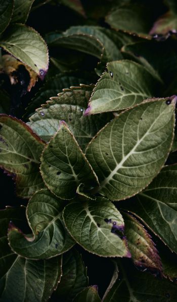 Mount Laurel, New Jersey, USA, plant, foliage Wallpaper 600x1024