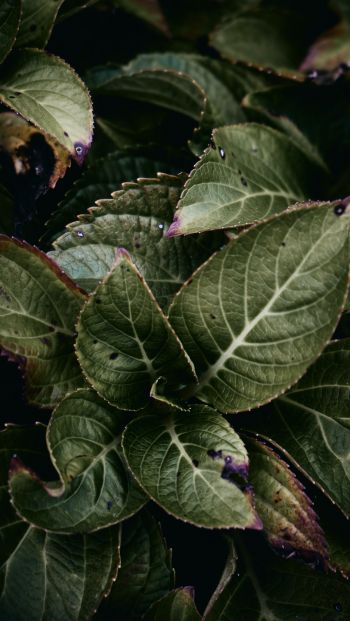 Mount Laurel, New Jersey, USA, plant, foliage Wallpaper 640x1136