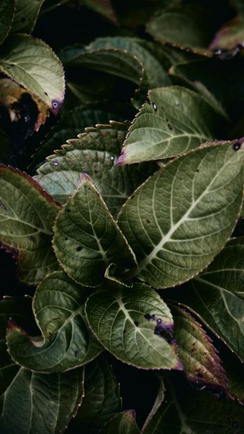 Обои 1080x1920 Маунт Лорел, Нью-Джерси, США, растение, листва