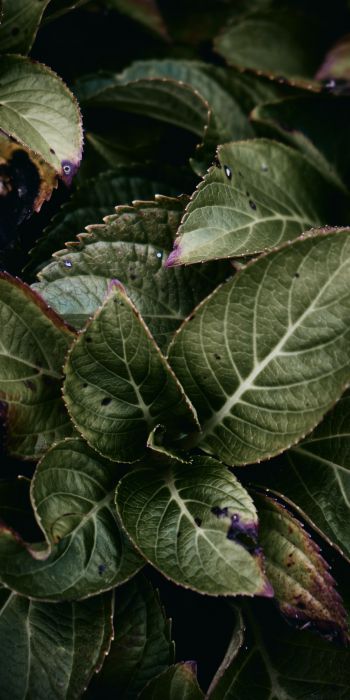 Mount Laurel, New Jersey, USA, plant, foliage Wallpaper 720x1440