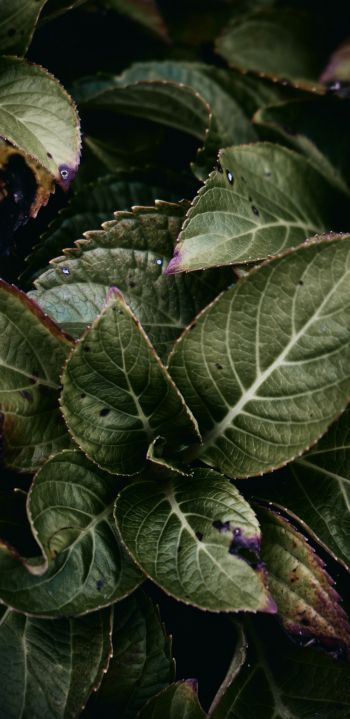Mount Laurel, New Jersey, USA, plant, foliage Wallpaper 1080x2220