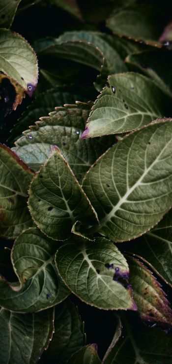 Mount Laurel, New Jersey, USA, plant, foliage Wallpaper 1440x3040