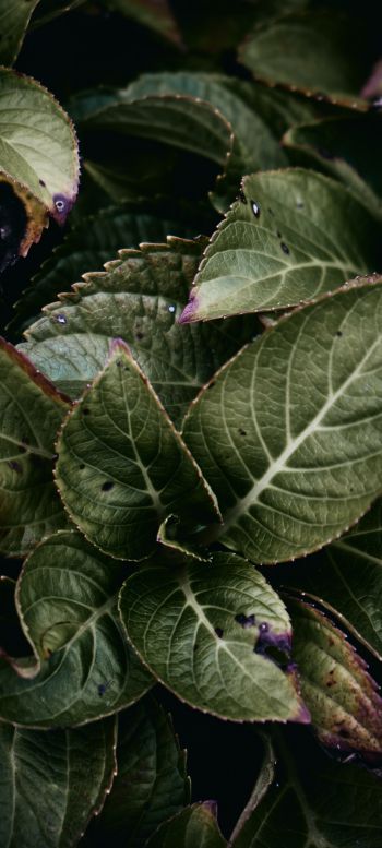 Mount Laurel, New Jersey, USA, plant, foliage Wallpaper 1080x2400