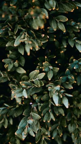 Mount Laurel, New Jersey, USA, plant, leaves Wallpaper 640x1136