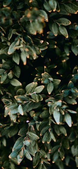 Mount Laurel, New Jersey, USA, plant, leaves Wallpaper 1284x2778