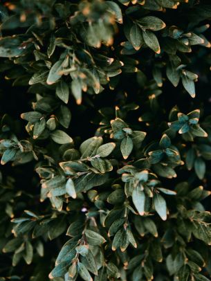 Mount Laurel, New Jersey, USA, plant, leaves Wallpaper 1620x2160