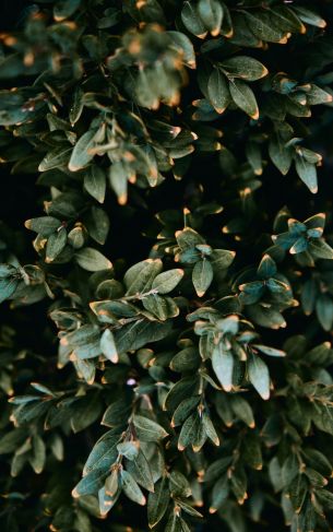 Mount Laurel, New Jersey, USA, plant, leaves Wallpaper 1752x2800