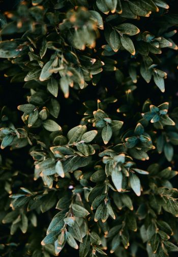 Mount Laurel, New Jersey, USA, plant, leaves Wallpaper 1640x2360