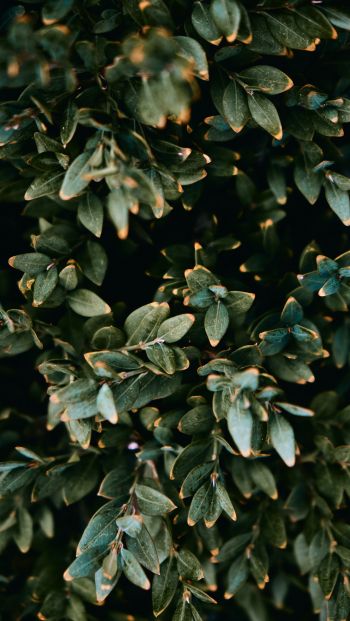 Обои 640x1136 Маунт Лорел, Нью-Джерси, США, растение, листья