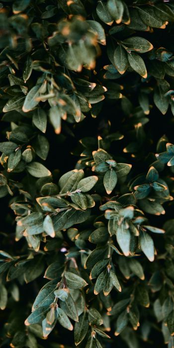Mount Laurel, New Jersey, USA, plant, leaves Wallpaper 720x1440