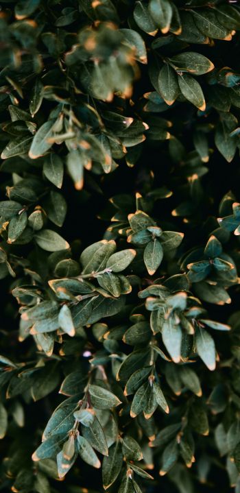 Mount Laurel, New Jersey, USA, plant, leaves Wallpaper 1440x2960