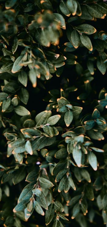 Mount Laurel, New Jersey, USA, plant, leaves Wallpaper 1080x2280
