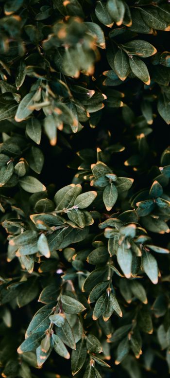 Mount Laurel, New Jersey, USA, plant, leaves Wallpaper 1080x2400