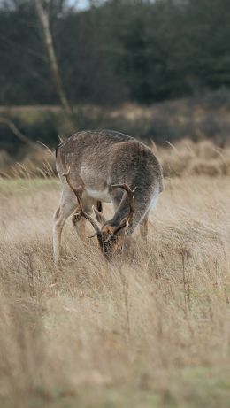 The Netherlands, wild nature, deer Wallpaper 640x1136