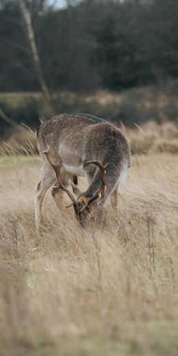 The Netherlands, wild nature, deer Wallpaper 720x1440