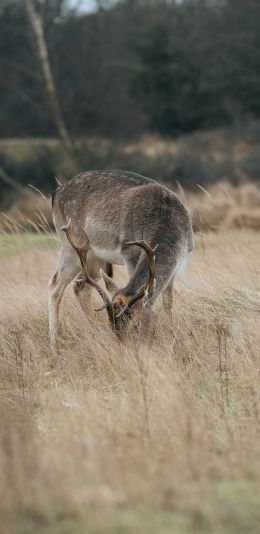 The Netherlands, wild nature, deer Wallpaper 1080x2220