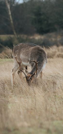 The Netherlands, wild nature, deer Wallpaper 720x1520