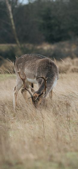 The Netherlands, wild nature, deer Wallpaper 1080x2340