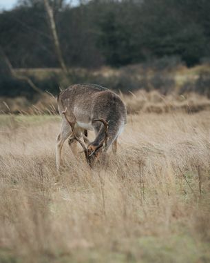 The Netherlands, wild nature, deer Wallpaper 2000x2500