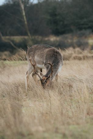 The Netherlands, wild nature, deer Wallpaper 640x960