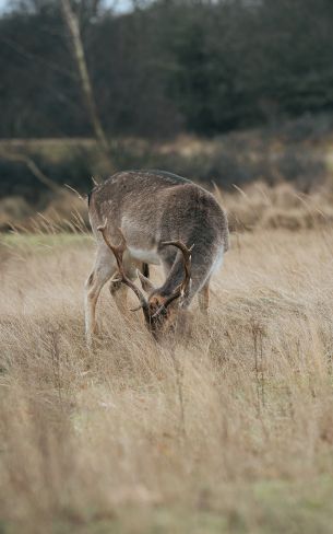 The Netherlands, wild nature, deer Wallpaper 800x1280