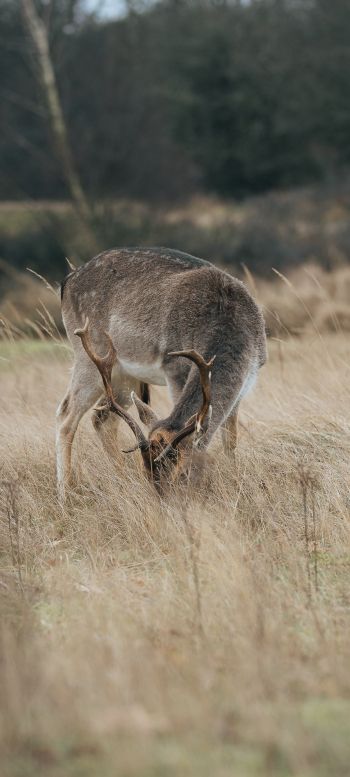 The Netherlands, wild nature, deer Wallpaper 1080x2400