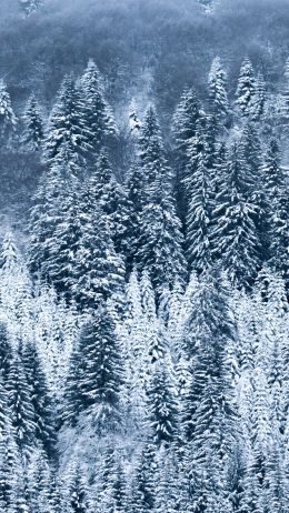 France, snow, forest Wallpaper 1440x2560